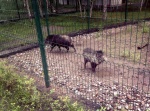Зоопарк в Сосновке Белгород