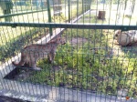Зоопарк в Сосновке Белгород